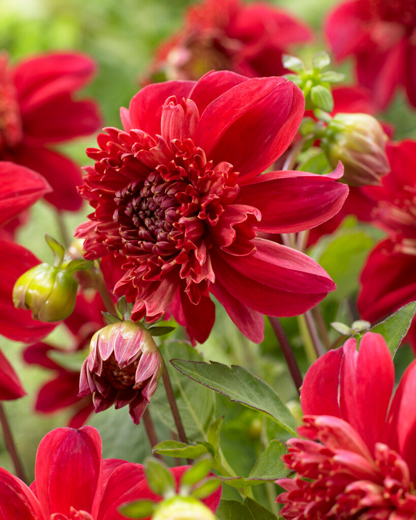 Dahlia Anemone Inca 1-pakning